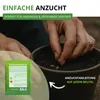 Wildblumenmischung - 100 g Samen für Wildblumenwiese - Produktbild-Vorschau 4