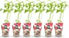 GreenboutiQ - Obstpflanzen - Himbeere - Rubus idaeus Ottawa Produktbild-Vorschau 2