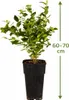 Heidelbeere Goldtraube 71 ca. 60 cm – robuste Produktbild-Vorschau 4