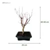 Bonsai - Bonsai baum Japanischer Fächerahorn - Acer (Ahorn) Produktbild-Vorschau 3