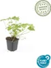Bodendecker - Balkan-Storchschnabel - Geranium macrorrhizum Produktbild-Vorschau 2