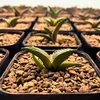 Semena Agave Titanota 'Blue' - balení 5 ks - Exotická Náhled obrázku produktu 6