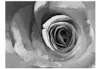 Basera Fototapete Rosenmotiv 10040906-32, Vliestapete, Produktbild-Vorschau 2