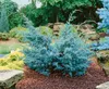 Chinesischer Wacholder Blue Alps 15-20 cm, im Topf - Produktbild-Vorschau 5