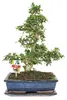 Bonsai Fukientee – Carmona microphylla – około 12–15 lat Podgląd zdjęcia produktu 1