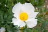 Romneya coulteri, Kalifornischer Baum-Mohn, weiß, ca. 11x11 Produktbild-Vorschau 1
