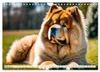 Chow Chow – pes s hlavou leva (nástenný kalendár 2027, Náhľad obrázku produktu 14
