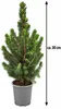 Zuckerhutfichten (Picea glauca 'Conica') in pot, totale Productafbeelding-voorbeeld 5