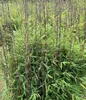 Stauden Gänge 3 x Fargesia Kollektion im C2 Topf - Produktbild-Vorschau 7