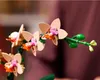 LEGO Botanicals Mini-Orchidee - Bauset für Erwachsene - Produktbild-Vorschau 37
