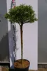 Cryptomeria japonica Little Diamond - japanische Produktbild-Vorschau 1