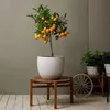 A potted citrus tree with orange fruits sits on a wooden stool, with other plants and a decorative wheel in the background. Podgląd zdjęcia produktu