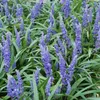 Liriope muscari 'Big Blue' – 24 Pflanzen – Immergrüner Produktbild-Vorschau 1