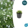 Rośliny okrywowe – Skały – Sagina subulata – Doniczka 9 cm Podgląd zdjęcia produktu 1