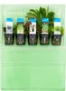 Bloomique - Mix 5 - Rośliny akwariowe - Rośliny słodkowodne Podgląd zdjęcia produktu 2