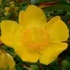 2 x  Johanniskraut - Hypericum 'Hidcote'  | 25-30 cm in Produktbild-Vorschau 2