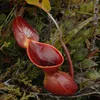 Rostlina Nepenthes lowii  – 5 semen Náhled obrázku produktu 2