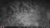 Outdoor Wildlife Hunting Trail und Wildkamera OXE Gepard Produktbild-Vorschau 28