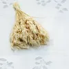 Getrocknete Gerste - Gebleicht Produktbild-Vorschau 5