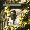 CJ Wildlife Nistkasten - aus Birkenstamm ( 100%) - Produktbild-Vorschau 4