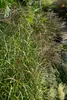 Stachelschweingras Miscanthus sinensis Strictus Ziergras Produktbild-Vorschau 4