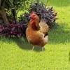 Rooster Decor Realistische lebensechte dekorative Produktbild-Vorschau 7