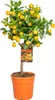 Bloomique - Citrus Calamondin - Zimmerorange - Zitrusbaum - Produktbild-Vorschau 1