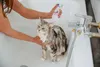 VIRBAC Allerderm empfindliche haut - shampoo für hunde und Produktbild-Vorschau 2