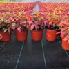 LZQ 1x50m Gartenvlies Unkrautvlies Unkrautschutz Produktbild-Vorschau 9