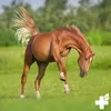 REAVET MSM Pulver 500g – MSM Pferd & Hund I Gelenkpulver Produktbild-Vorschau 7