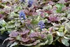 Stauden Gänge 10 x Ajuga reptans ‚Burgundy Glow' - Produktbild-Vorschau 5