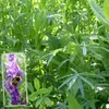 Kiepenkerl Gründünger Terra Life ca. 75 qm Produktbild-Vorschau 3