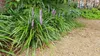 Glöckchentraube - Erba delle orchidee - Liriope muscari Anteprima dell’immagine prodotto 5