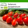 SAFLAX - BIO - Rajčatová - Romská - Solanum lycopersicum - Náhled obrázku produktu 10
