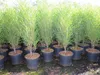 Säulen-Faulbaum Fine Line ® - Farnblättriges Pulverholz - Produktbild-Vorschau 3