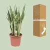 Sansevieria Trifasciata Laurentii Ø25cm x 85cm - jezyk Podgląd zdjęcia produktu 3