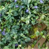 Plants by Frank | 6 Immergrün Pflanzen | Vinca Minor | Produktbild-Vorschau 2