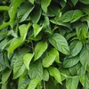 A close-up view of lush green leaves of a climbing plant. Anteprima dell’immagine prodotto