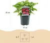Green boutiQ - Hortensia - Hydrangea macrophylla Red - Voir les images du produit 3
