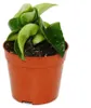 Mini-Pflanze Hoya carnosa compacta fleischige Produktbild-Vorschau 1