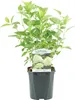 Rispenhortensie - Hydrangea panniculata Limelight - Blüte Produktbild-Vorschau 2