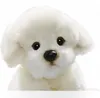 Carl Dick Bichon cane seduto ca. 24 cm 3216 Peluche, Anteprima dell’immagine prodotto 8