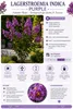 Lagerstroemia indica Purple 40–60 cm – Violette Kreppmyrte Produktbild-Vorschau 2
