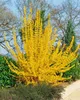 Forsythia 'Lynwood', Goldglöckchen, leuchtend gelb, 60–80 Produktbild-Vorschau 5