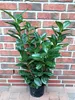10 Kirschlorbeer- Pflanzen, Prunus laurocerasus Novita, Produktbild-Vorschau 2