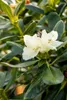 Rhododendron yakushimanum 'Flava', gelb, 40–50 cm Produktbild-Vorschau 12