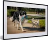MuchoWow® MuchoWow® Gerahmtes Poster Hund - Seil - Park Produktbild-Vorschau 1
