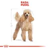 Royal Canin Poodle Adult, Dorosły, Pudel, Mini (5 - 10 kg), Podgląd zdjęcia produktu 3