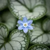 3x Brunnera macrophylla Staude, Blau, winterhart, 20 cm Produktbild-Vorschau 2