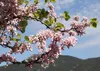 SAFLAX - Liebesbaum / Herzbaum - 60 Samen - Cercis Produktbild-Vorschau 5